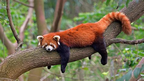 Red panda